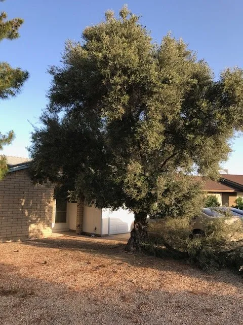 Reliable garden landscaping for year-round maintenance across Phoenix, AZ - Lucas Lawn and Yard Care