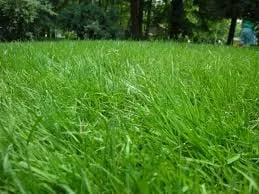 Local yard maintenance in Medina, OH by Lucas Lawns