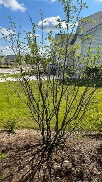 Expert outdoor landscaping for homes in Superior Township, MI by Lucas Nursery & Landscaping