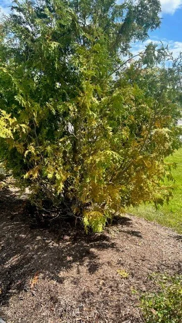 Professional residential landscaping in Superior Township, MI by Lucas Nursery & Landscaping