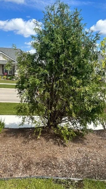 Top-rated yard cleanup service in Superior Township, MI - Lucas Nursery & Landscaping