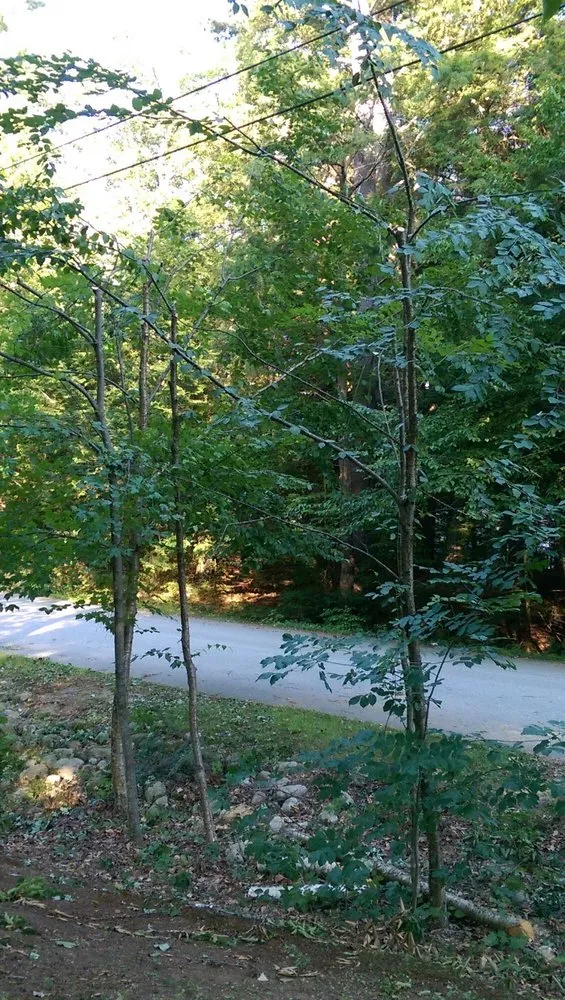 Top-rated yard cleanup service experts serving Portland, ME - Lucas Tree Experts