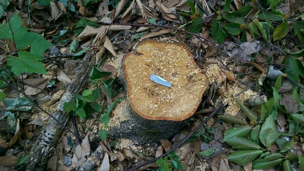 Reliable landscape installation for beautiful yards across Portland, ME - Lucas Tree Experts