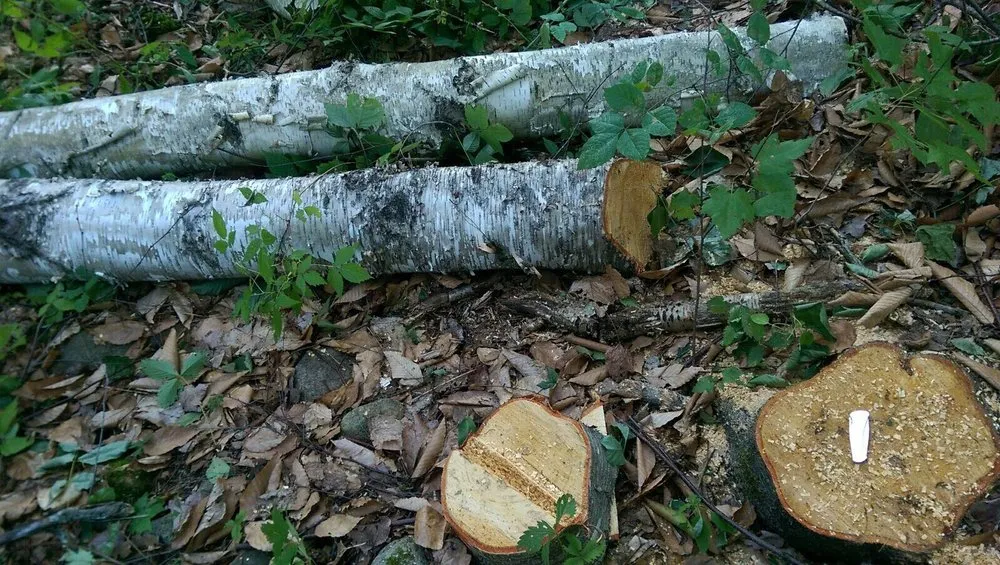 Custom landscape installation in Portland, ME by Lucas Tree Experts