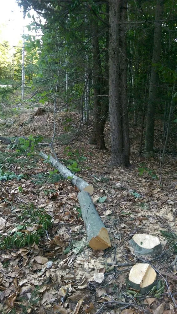 Expert garden landscaping near you in Portland, ME by Lucas Tree Experts