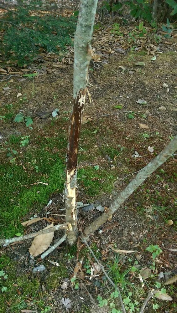 Expert landscape installation experts serving Portland, ME - Lucas Tree Experts