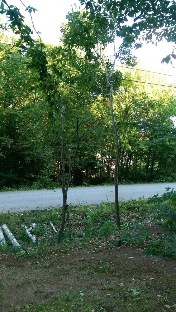 Local residential landscaping in Portland, ME - Lucas Tree Experts