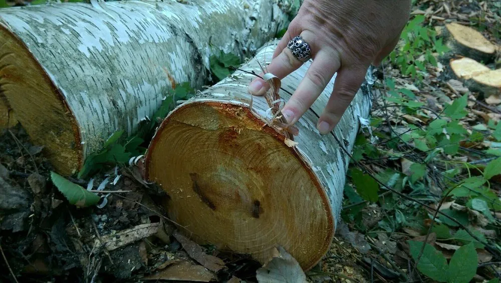 Top-rated yard maintenance experts serving Portland, ME - Lucas Tree Experts