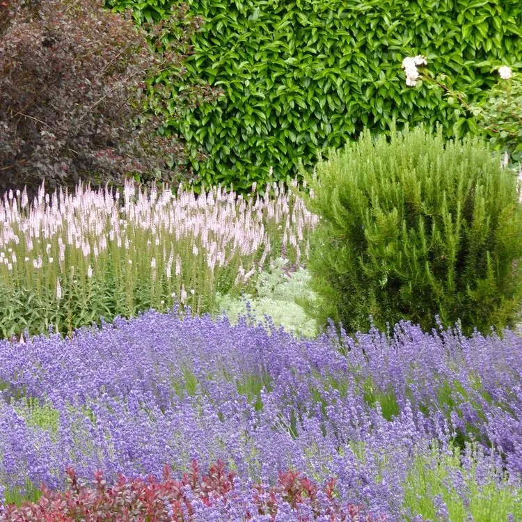 Top-rated landscape installation experts serving Los Gatos, CA - Lucchesi Plant & Soil Consulting