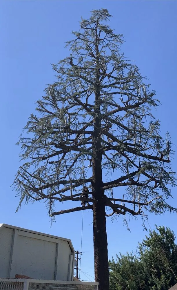 Local yard cleanup service in Norco, CA by Lucero General Landscaping