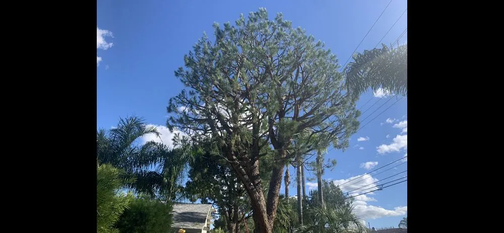 Reliable landscape design for outdoor upgrades across Norco, CA - Lucero General Landscaping