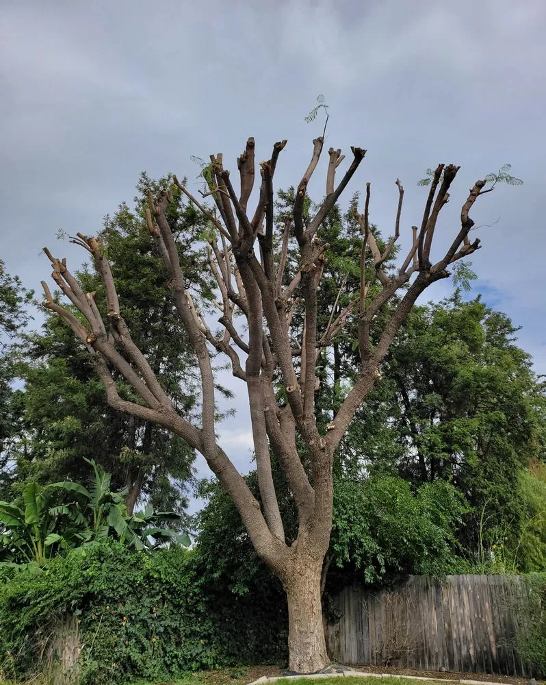 Trusted outdoor landscaping in Norco, CA - Lucero General Landscaping