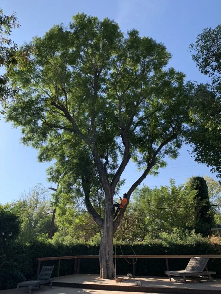 Trusted yard cleanup service near you across Norco, CA - Lucero General Landscaping