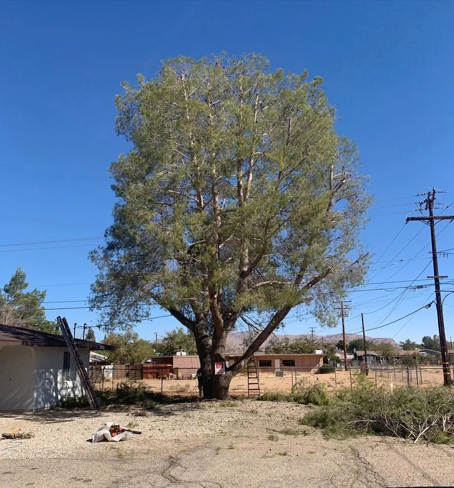 Reliable outdoor landscaping with custom design in Norco, CA by Lucero General Landscaping