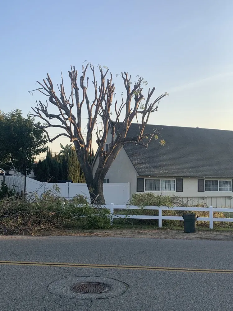 Expert yard maintenance for year-round maintenance in Norco, CA by Lucero General Landscaping