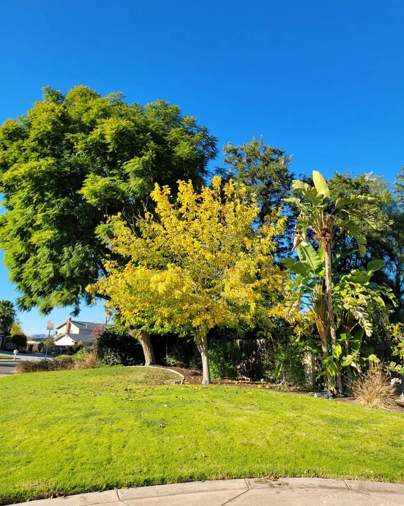 Professional lawn mowing service experts serving Norco, CA - Lucero General Landscaping