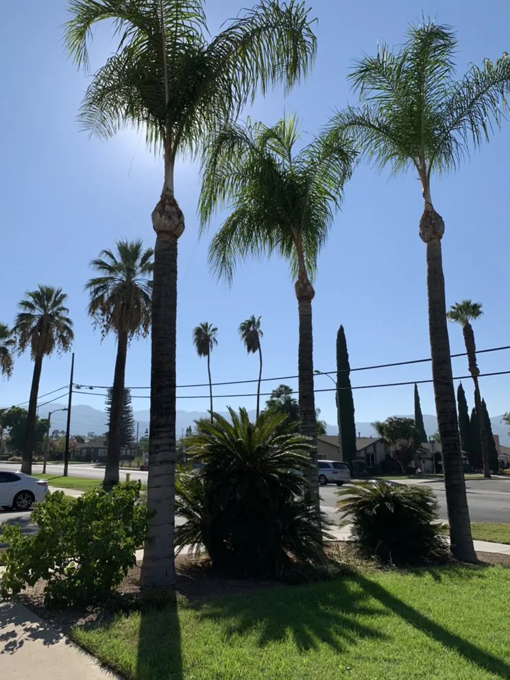 Trusted outdoor landscaping experts serving Norco, CA - Lucero General Landscaping