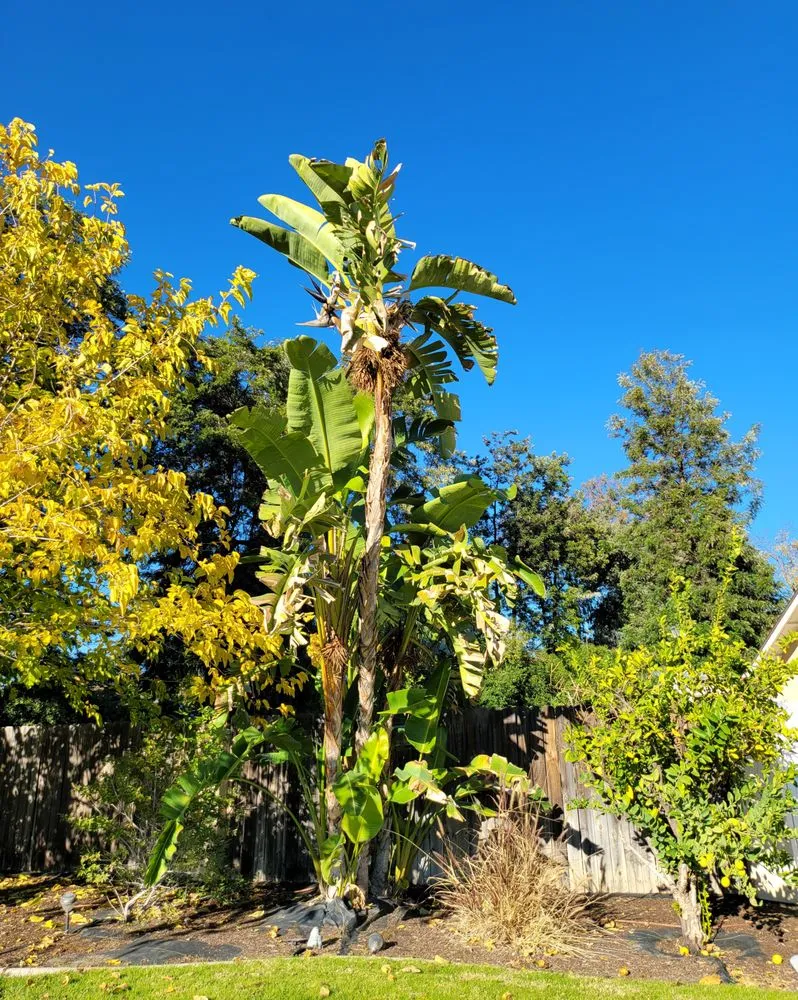 Trusted residential landscaping experts serving Norco, CA - Lucero General Landscaping