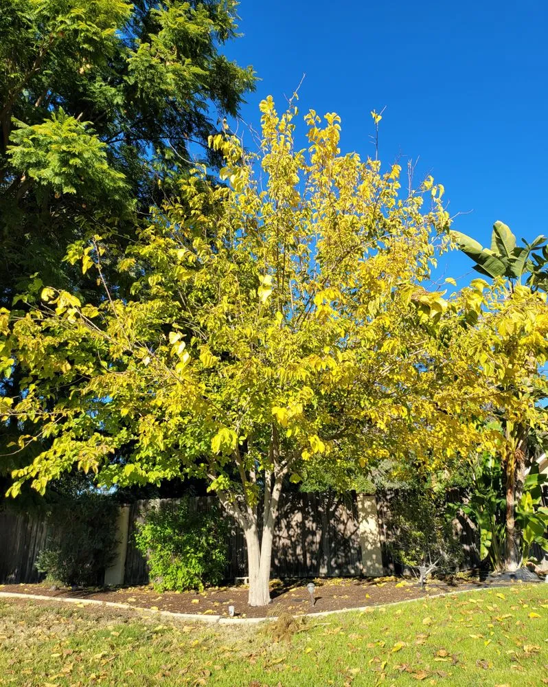 Professional landscape design in Norco, CA - Lucero General Landscaping