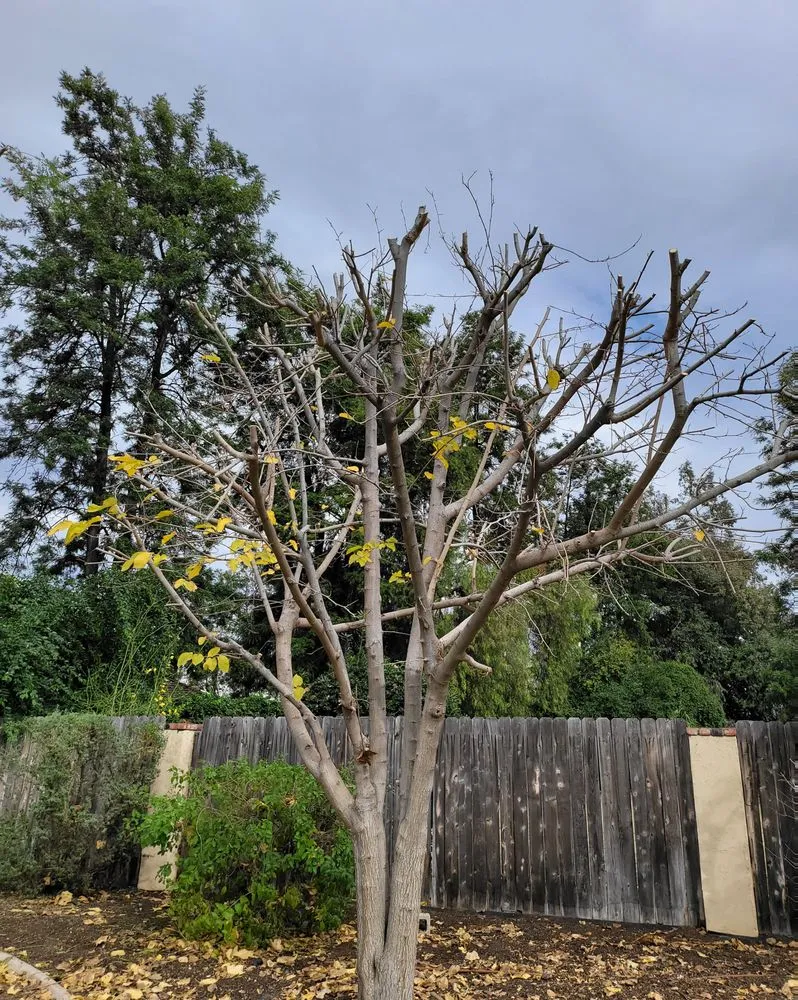 Trusted garden landscaping in Norco, CA - Lucero General Landscaping