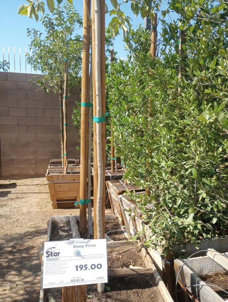 Professional landscape installation near you across Las Vegas, NV - Lucero's Landscaping