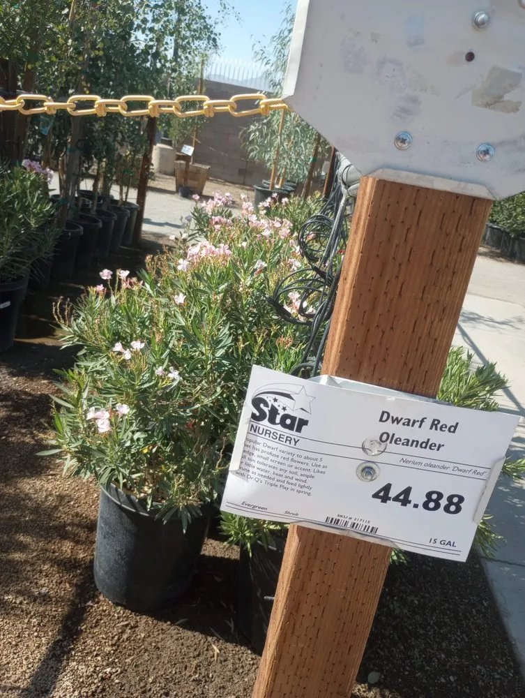 Local yard cleanup service experts serving Las Vegas, NV - Lucero's Landscaping