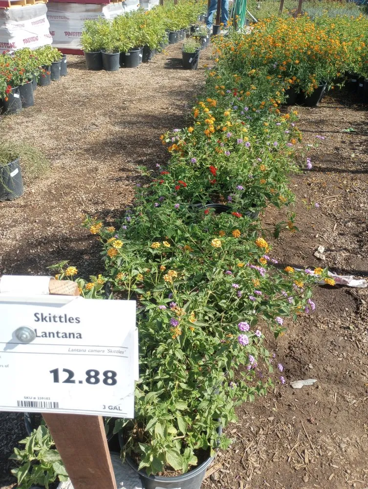 Professional lawn mowing service in Las Vegas, NV by Lucero's Landscaping