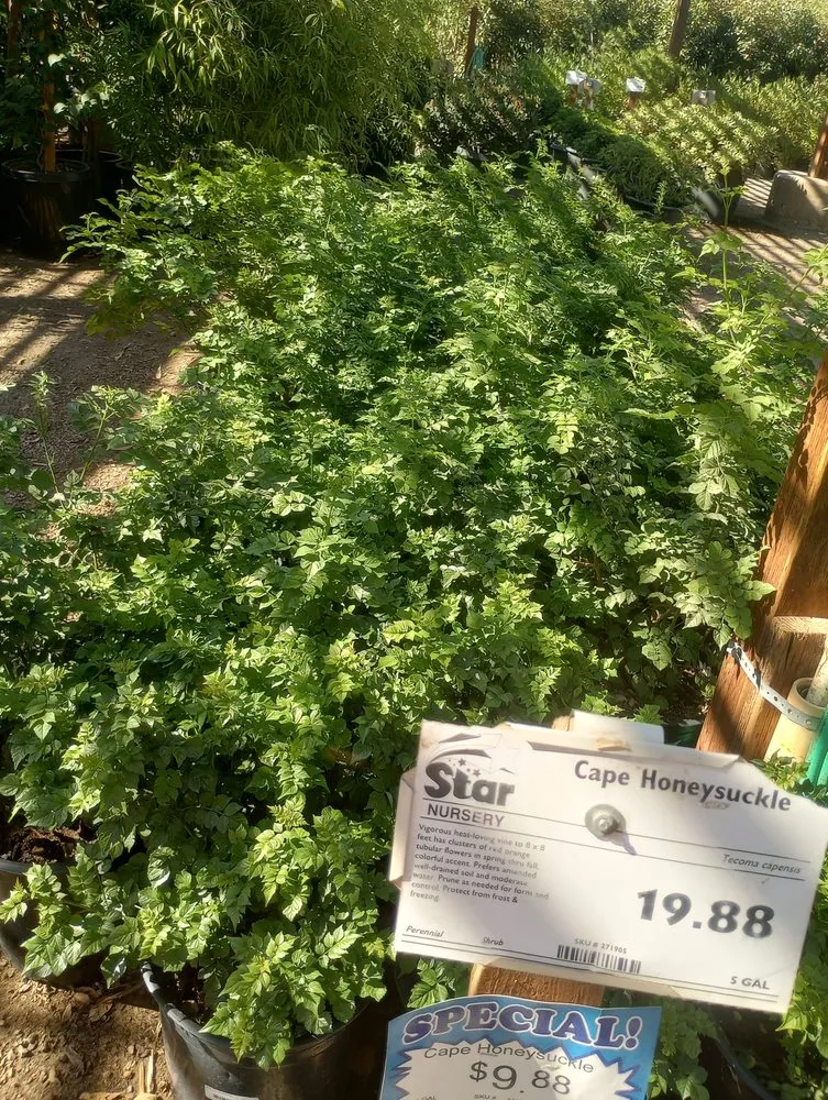 Professional landscape installation in Las Vegas, NV - Lucero's Landscaping