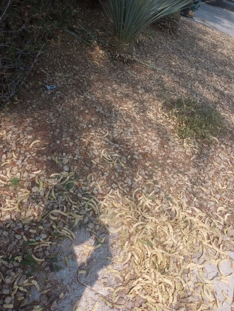 Local landscape design in Las Vegas, NV - Lucero's Landscaping