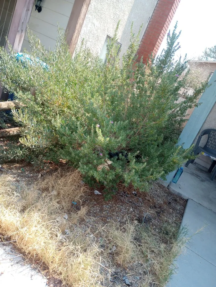 Expert landscape design in Las Vegas, NV - Lucero's Landscaping