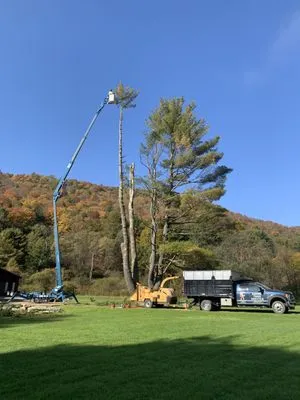 Luchs Tree Service
