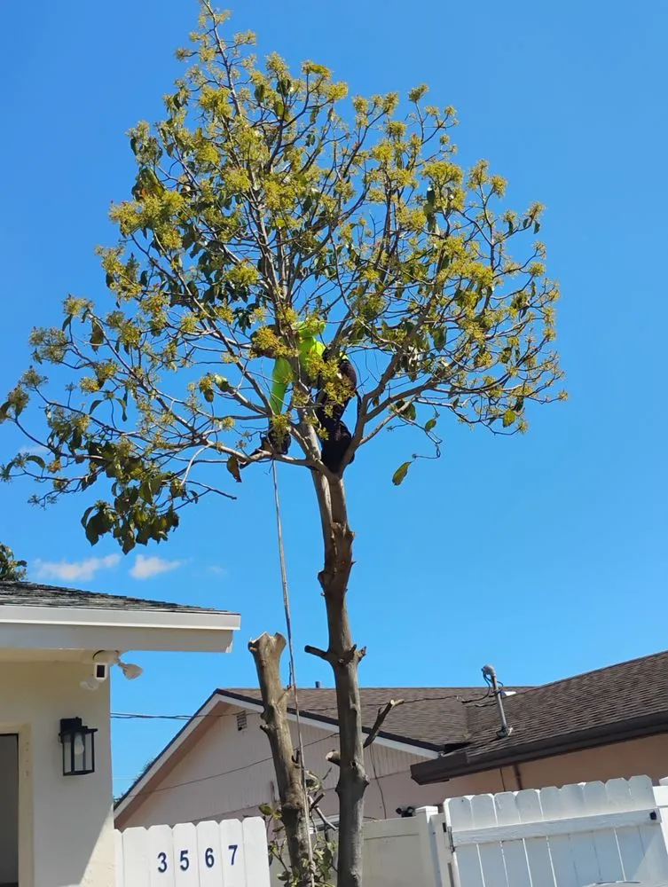 Custom landscape design for beautiful yards in Lake Worth Beach, FL by Luciano Lanscaping
