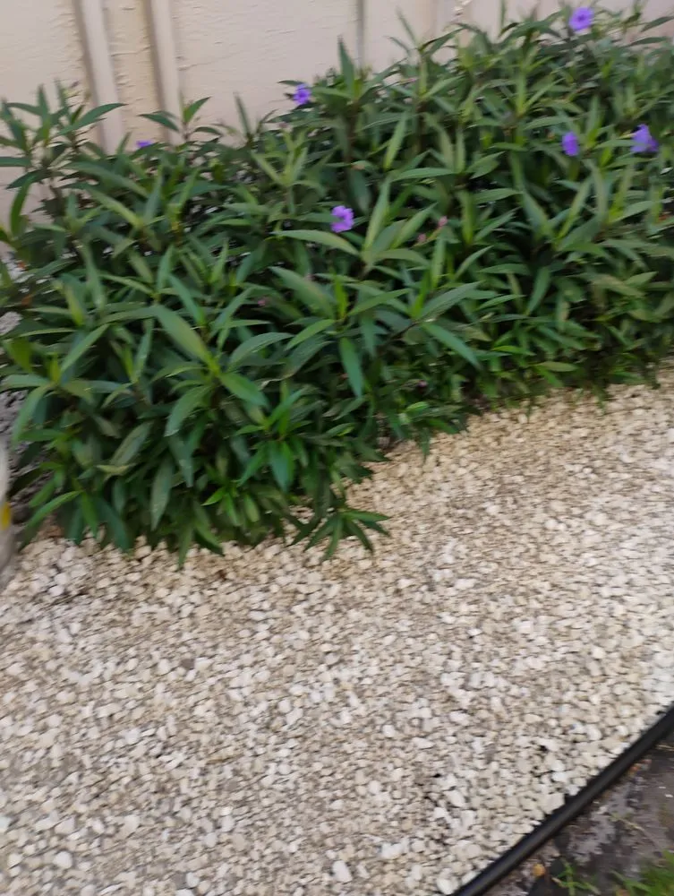 Affordable lawn mowing service experts serving Lake Worth Beach, FL - Luciano Lanscaping