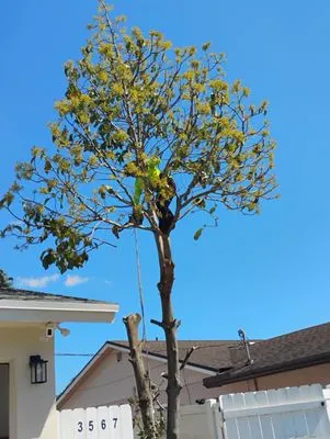 Luciano Lanscaping Logo