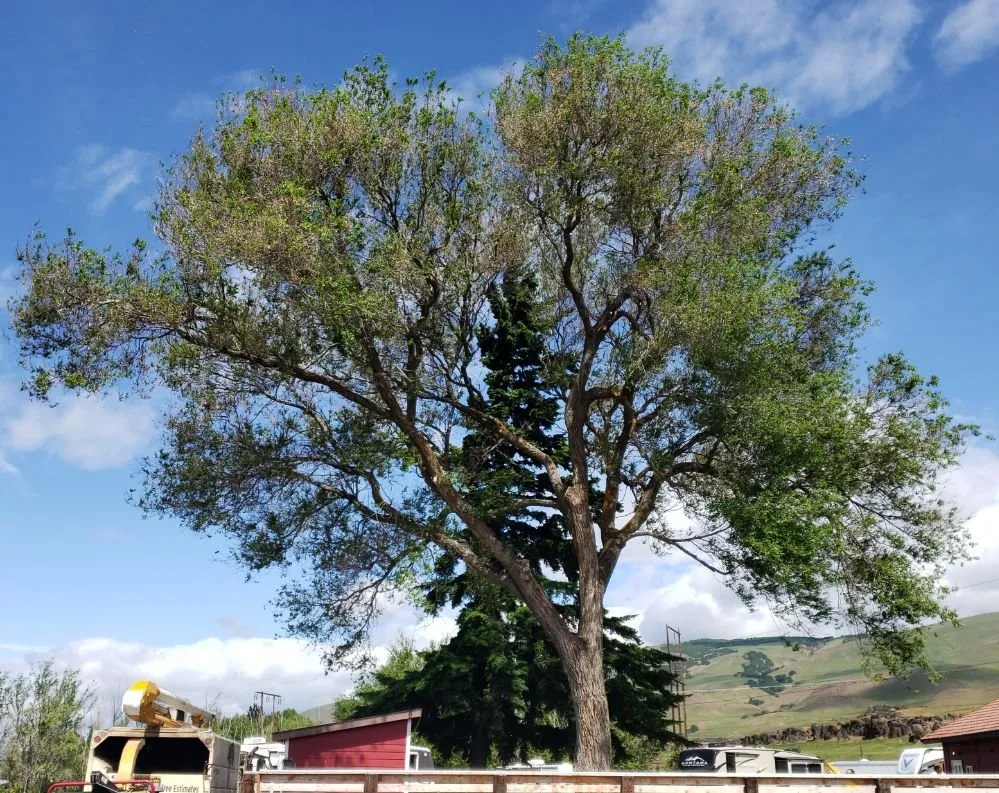 Trusted yard maintenance experts serving The Dalles, OR - Luciano Tree Service