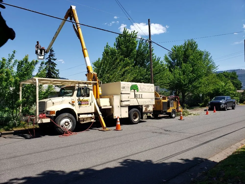 Top-rated yard cleanup service experts serving The Dalles, OR - Luciano Tree Service