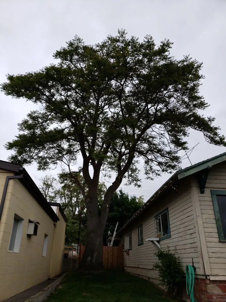 Top-rated residential landscaping in The Dalles, OR by Luciano Tree Service