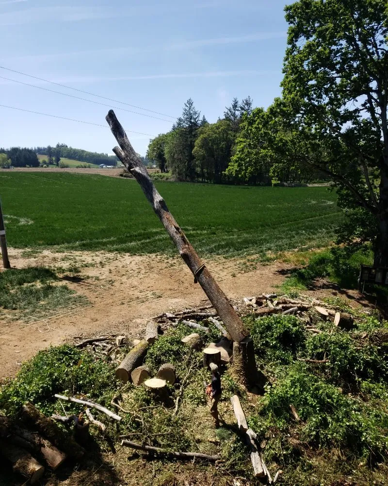 Professional residential landscaping for beautiful yards across The Dalles, OR - Luciano Tree Service