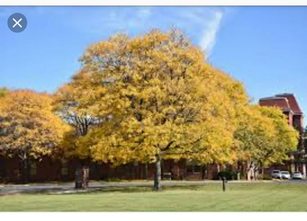 Professional lawn care service in The Dalles, OR - Luciano Tree Service