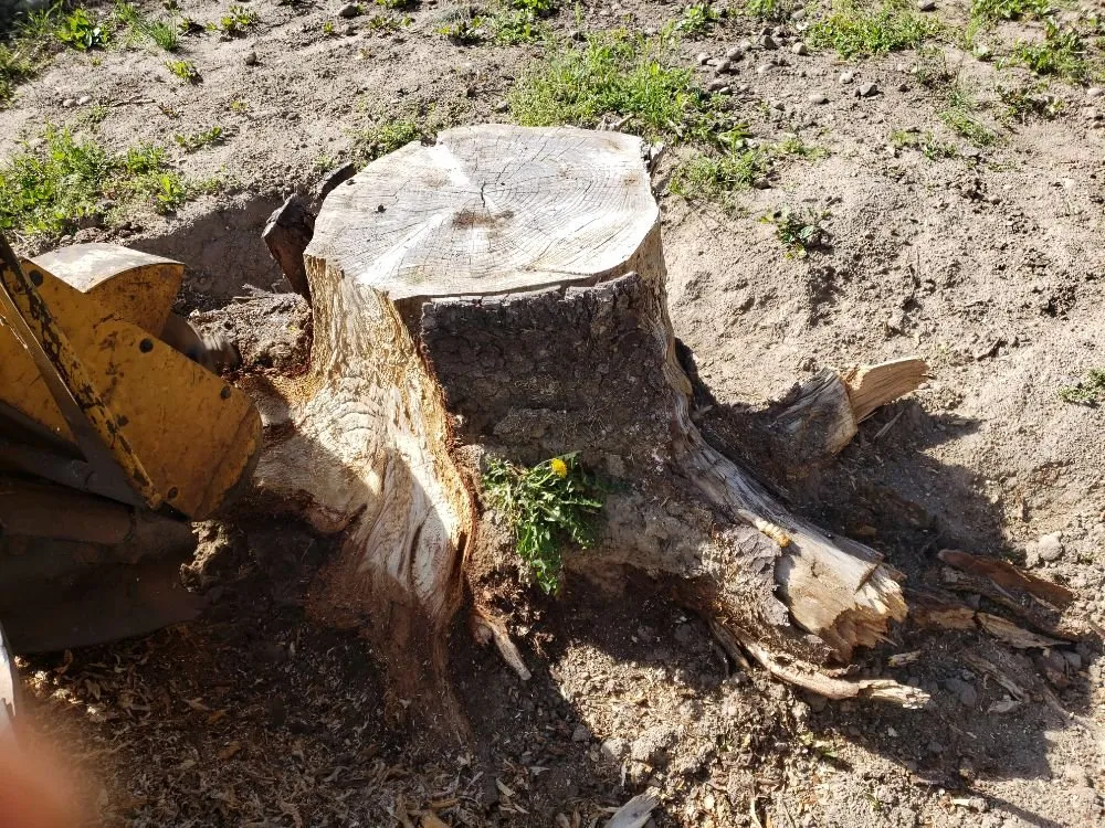 Expert landscape installation in The Dalles, OR by Luciano Tree Service