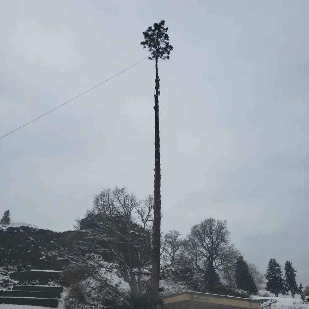 Trusted landscaping services experts serving The Dalles, OR - Luciano Tree Service