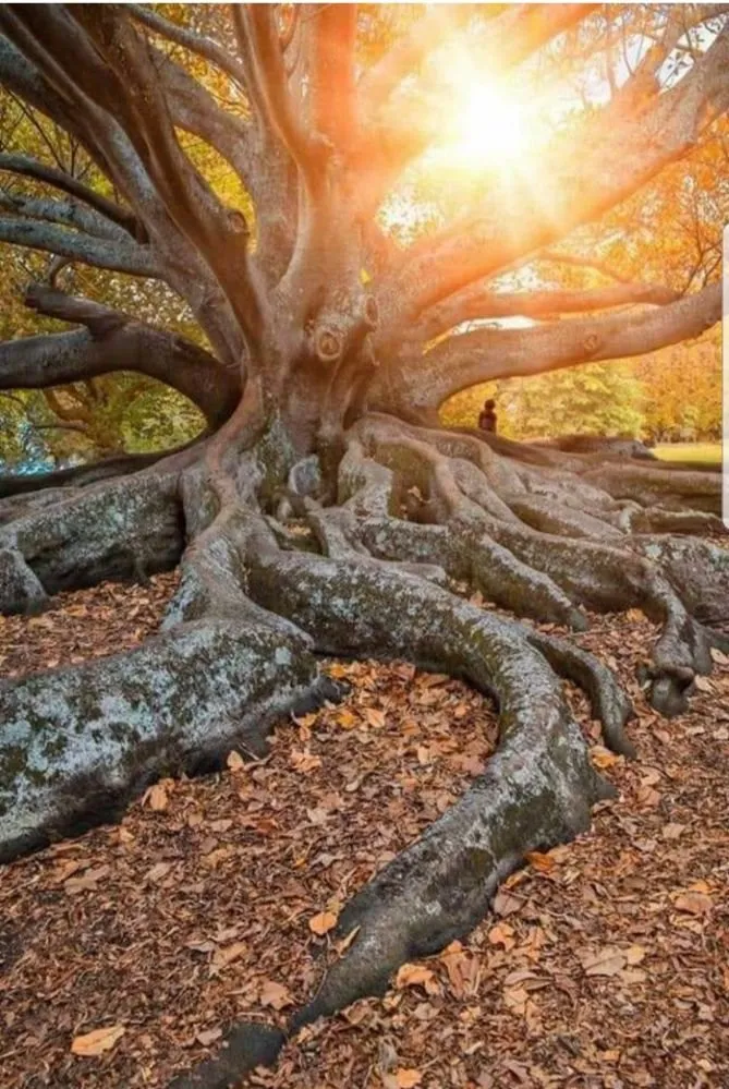 Professional yard cleanup service with custom design across The Dalles, OR - Luciano Tree Service