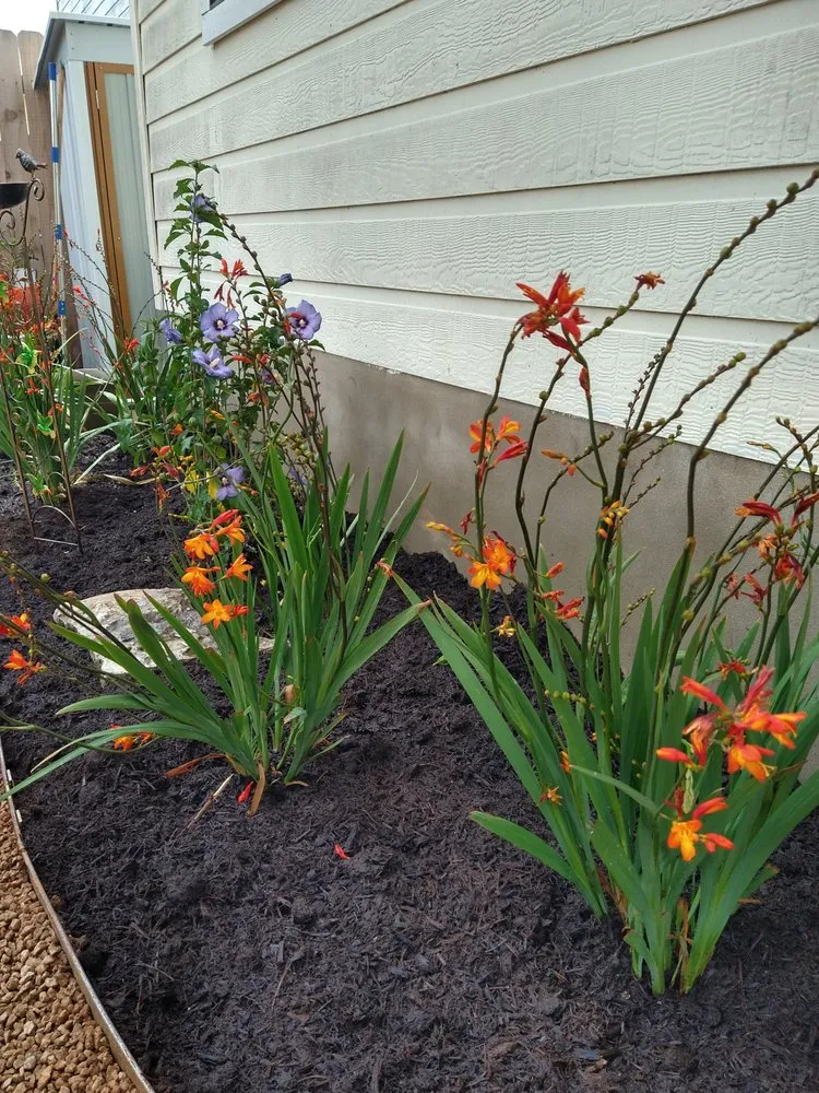 Expert yard cleanup service for year-round maintenance in Liberty Hill, TX by Lucid Landscaping