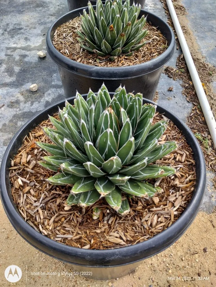 Trusted landscaping services in Liberty Hill, TX - Lucid Landscaping