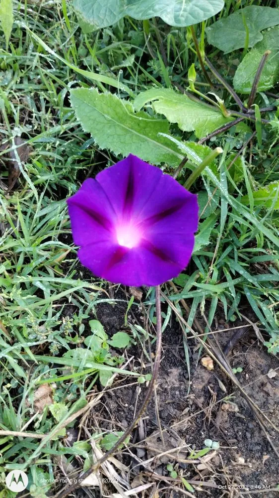 Expert landscape design near you in Liberty Hill, TX by Lucid Landscaping