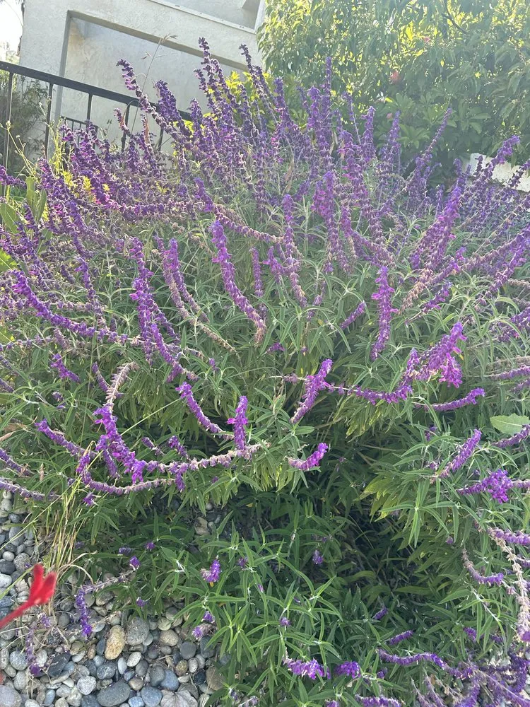 Top-rated landscaping services experts serving Diamond Bar, CA - Lucille's Landscaping