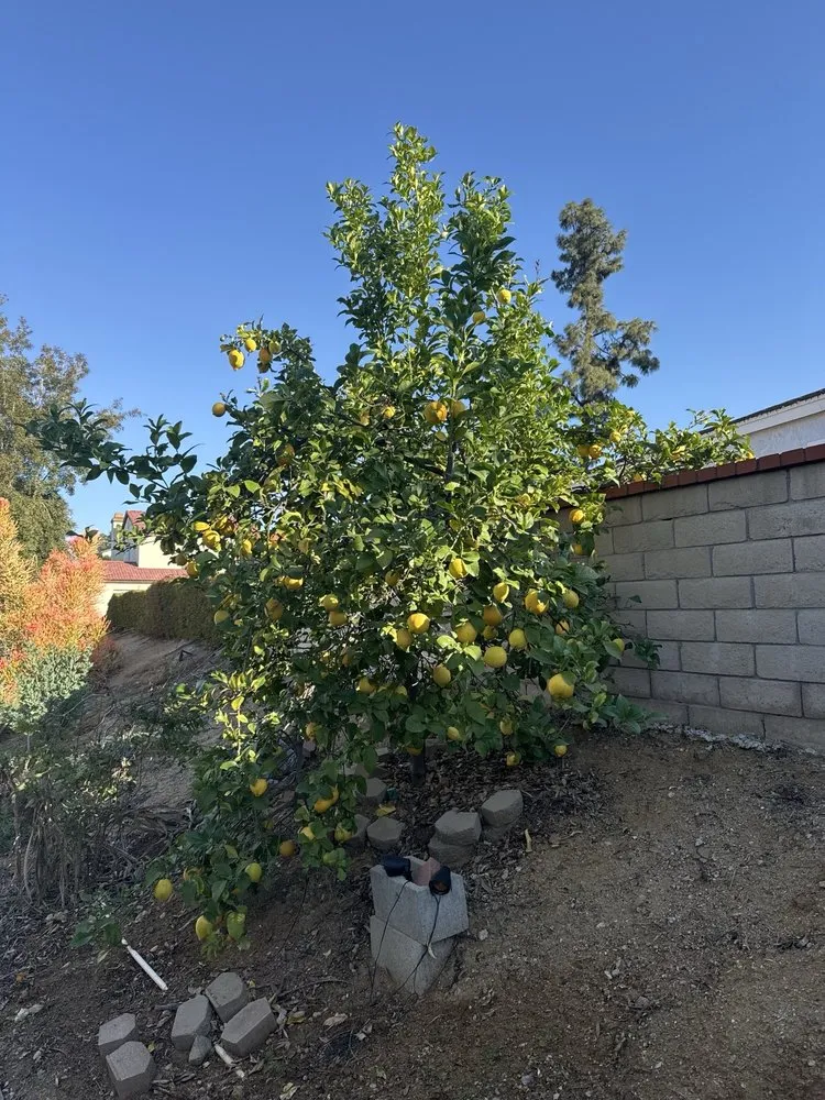 Affordable landscape installation for year-round maintenance across Diamond Bar, CA - Lucille's Landscaping