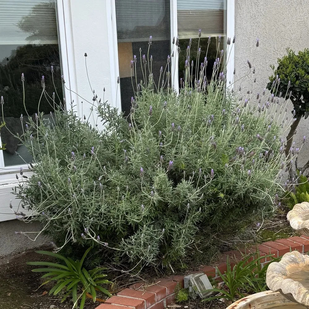 Trusted landscape design in Diamond Bar, CA by Lucille's Landscaping