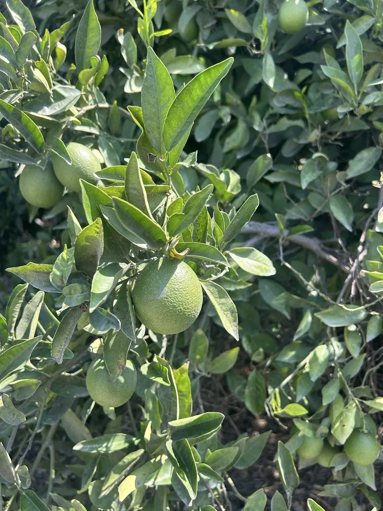 Custom landscape installation near you in Diamond Bar, CA by Lucille's Landscaping