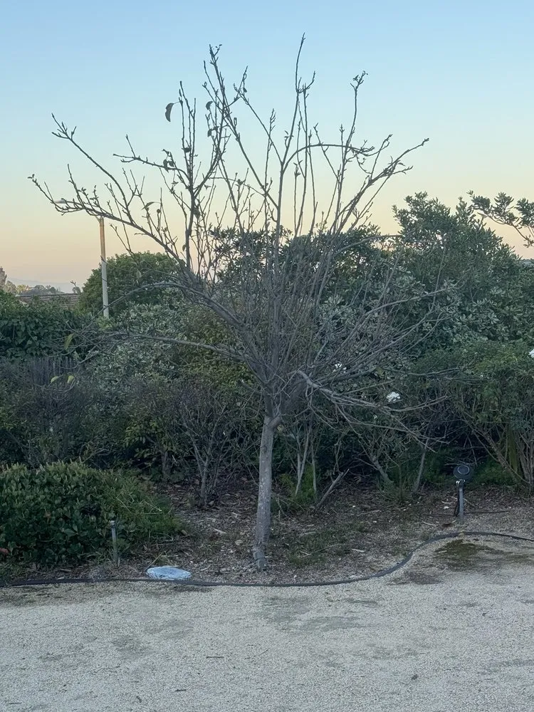 Reliable landscape installation for residential properties in Diamond Bar, CA by Lucille's Landscaping